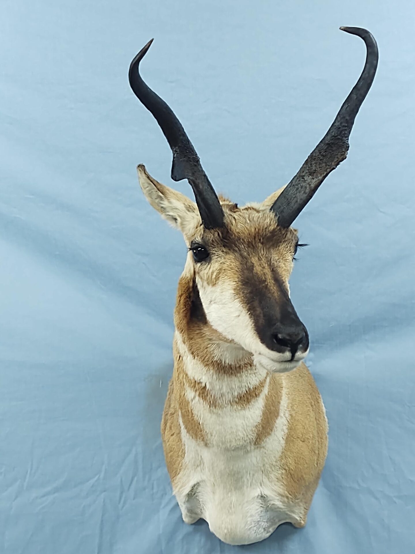 A baby antelope head on the blue color cloth