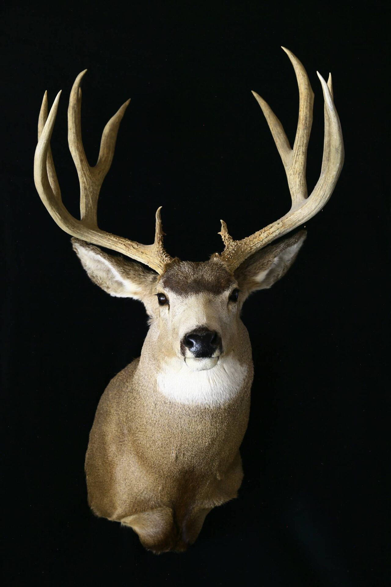 Deer taxidermy available at Anderson Taxidermy