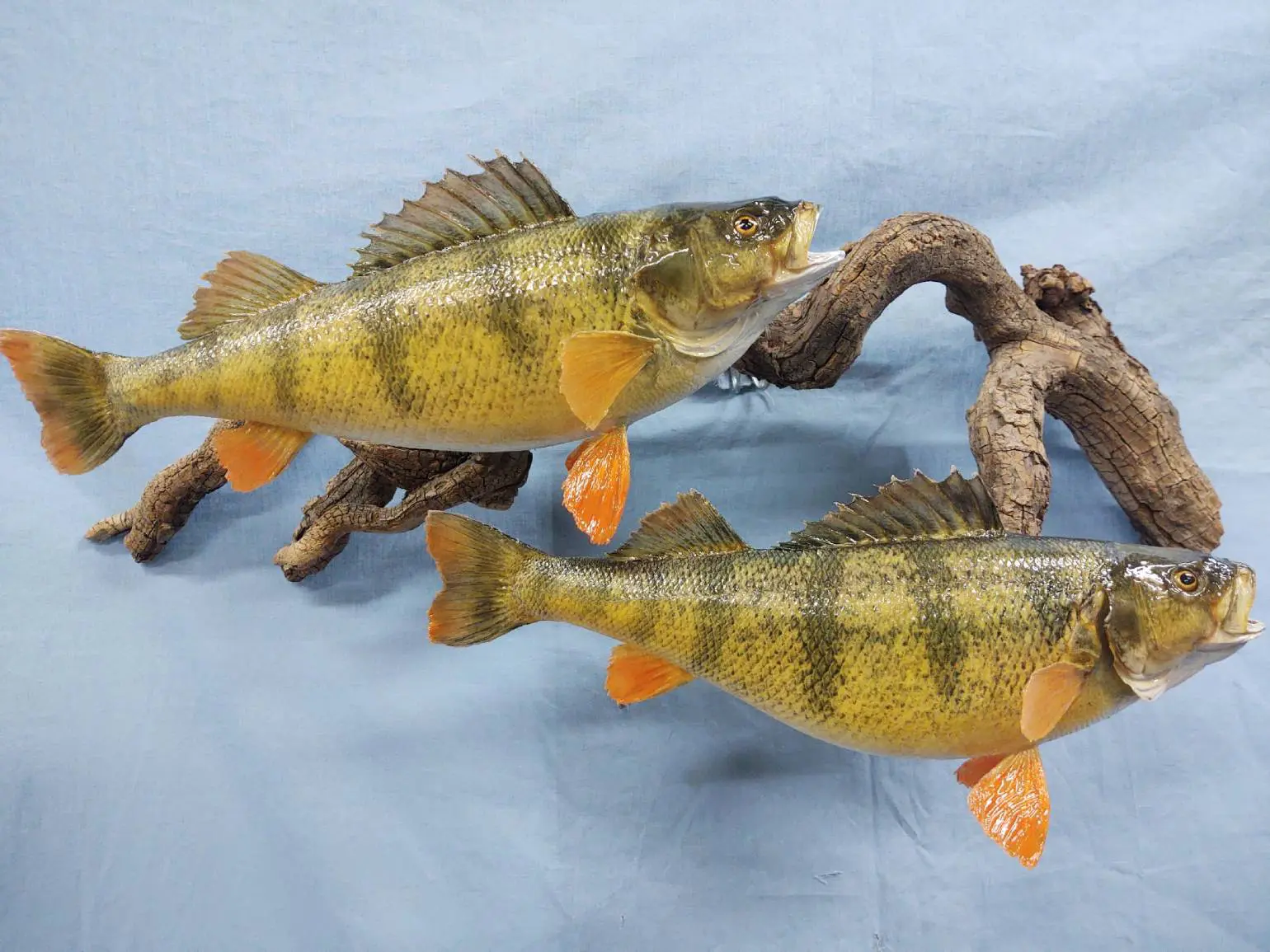 Fish taxidermy available at Anderson Taxidermy