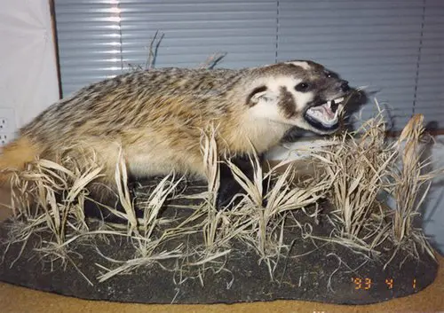 Life-Size Taxidermy