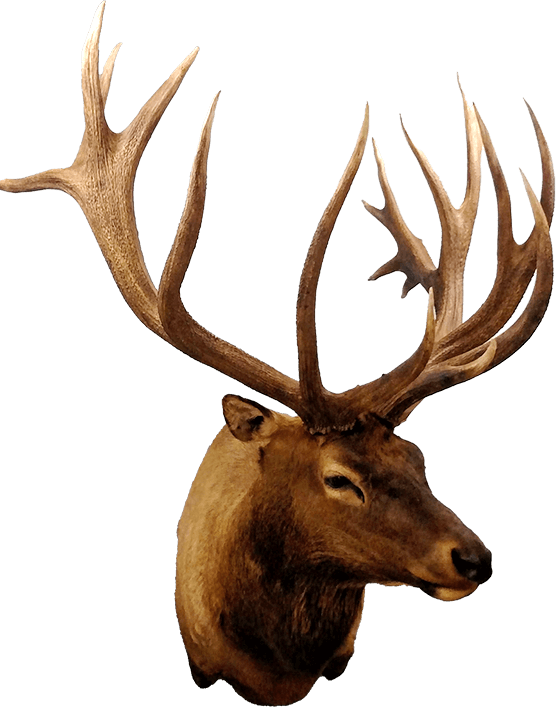 Elk taxidermy available at Anderson Taxidermy