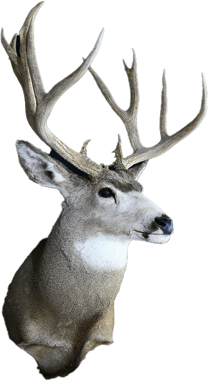 The stag has a life like presence after taxidermy