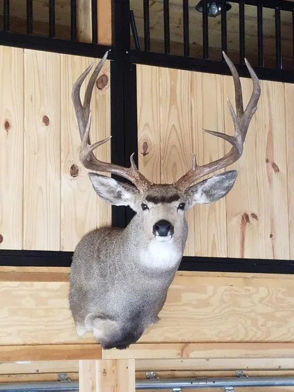 Front side profile of deer taxidermy available for sale