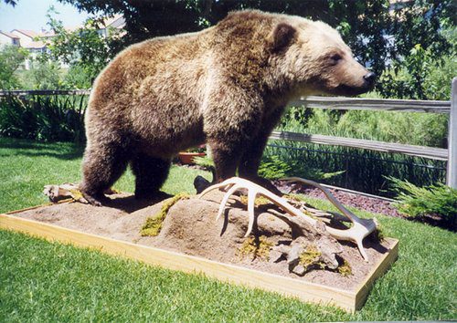 Life size Bear Taxidermy is available for sale