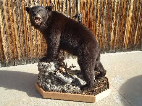 Side profile of bear taxidermy available for sale