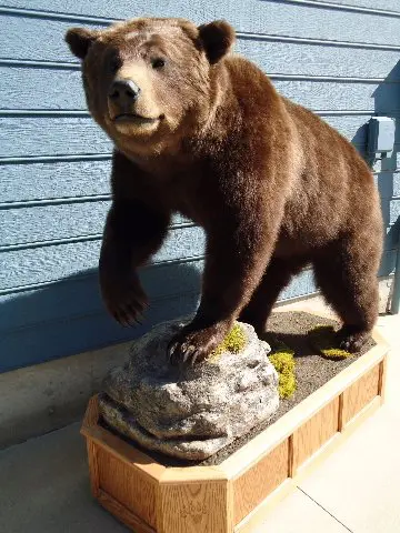 Front side view of bear taxidermy available for sale