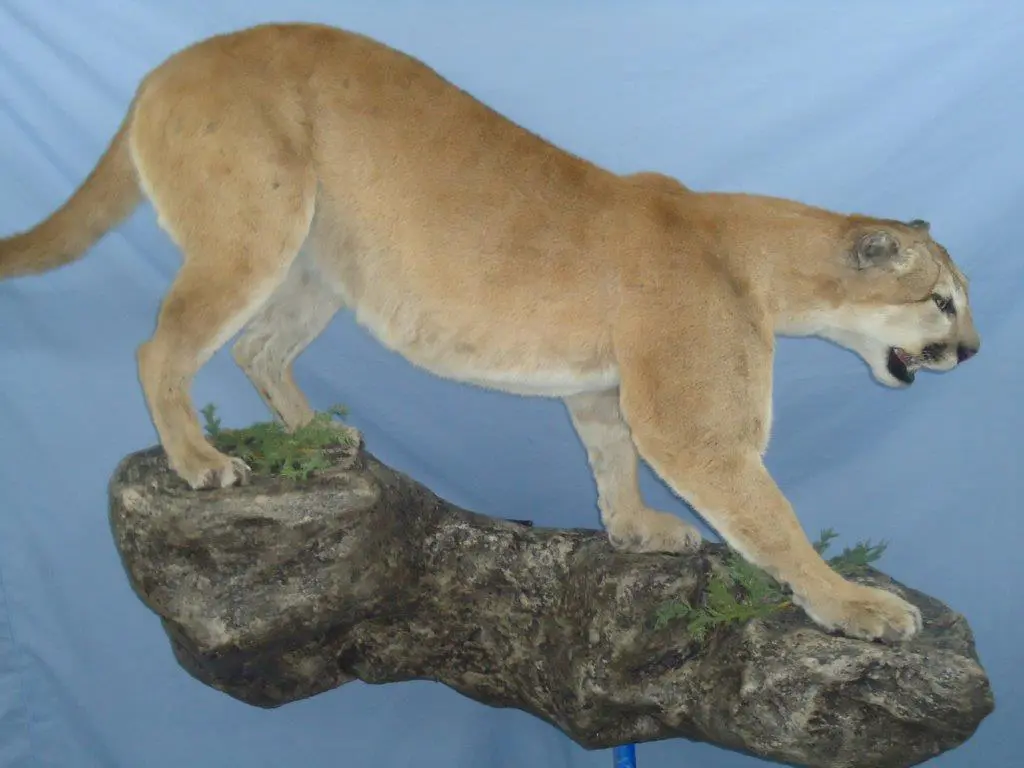 Cats taxidermy available for sale at Anderson Taxidermy