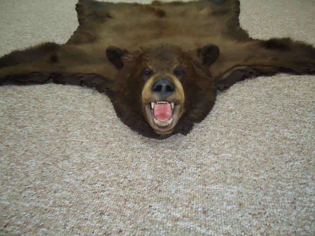 Almost live looking bear taxidermy at the gallery