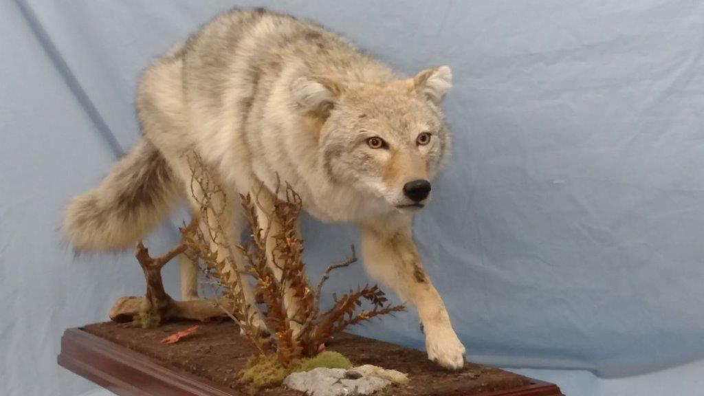 Life size animal Taxidermy is available for sale