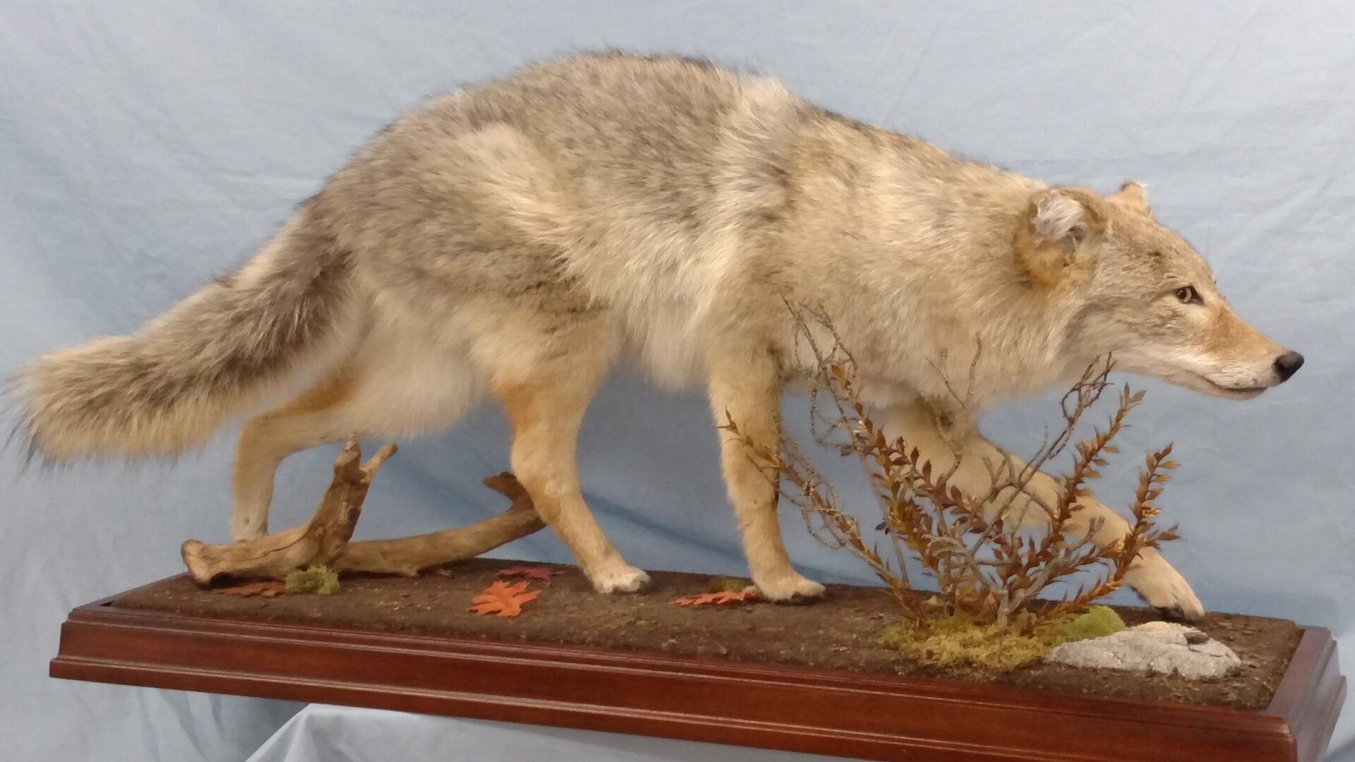 Side profile of wild animal taxidermy available for sale