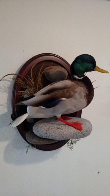 Side right profile of waterfowl taxidermy on display