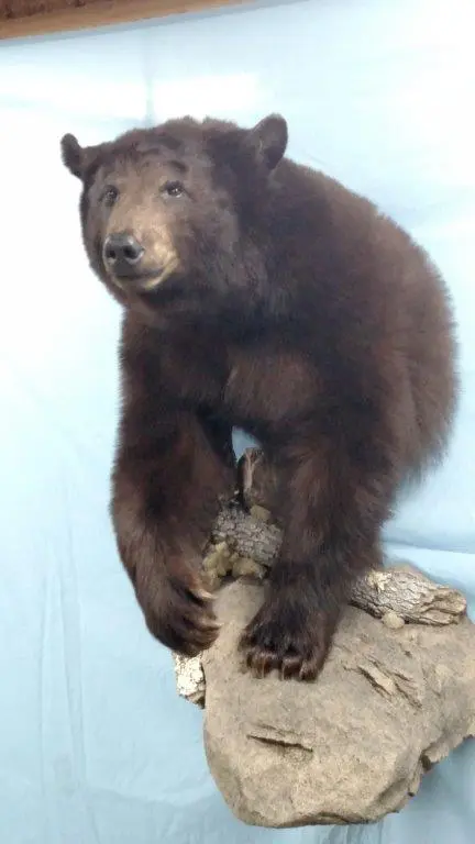 Bear Taxidermy created in standing position