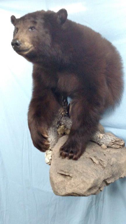 Close shot of a bear taxidermy available for sale