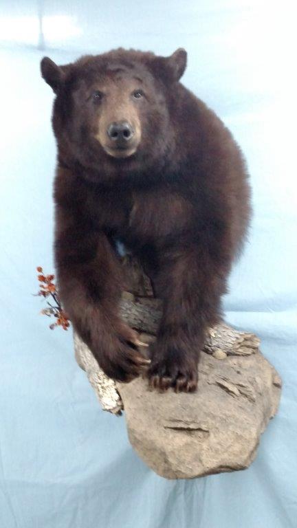 Front view of a bear taxidermy available for sale