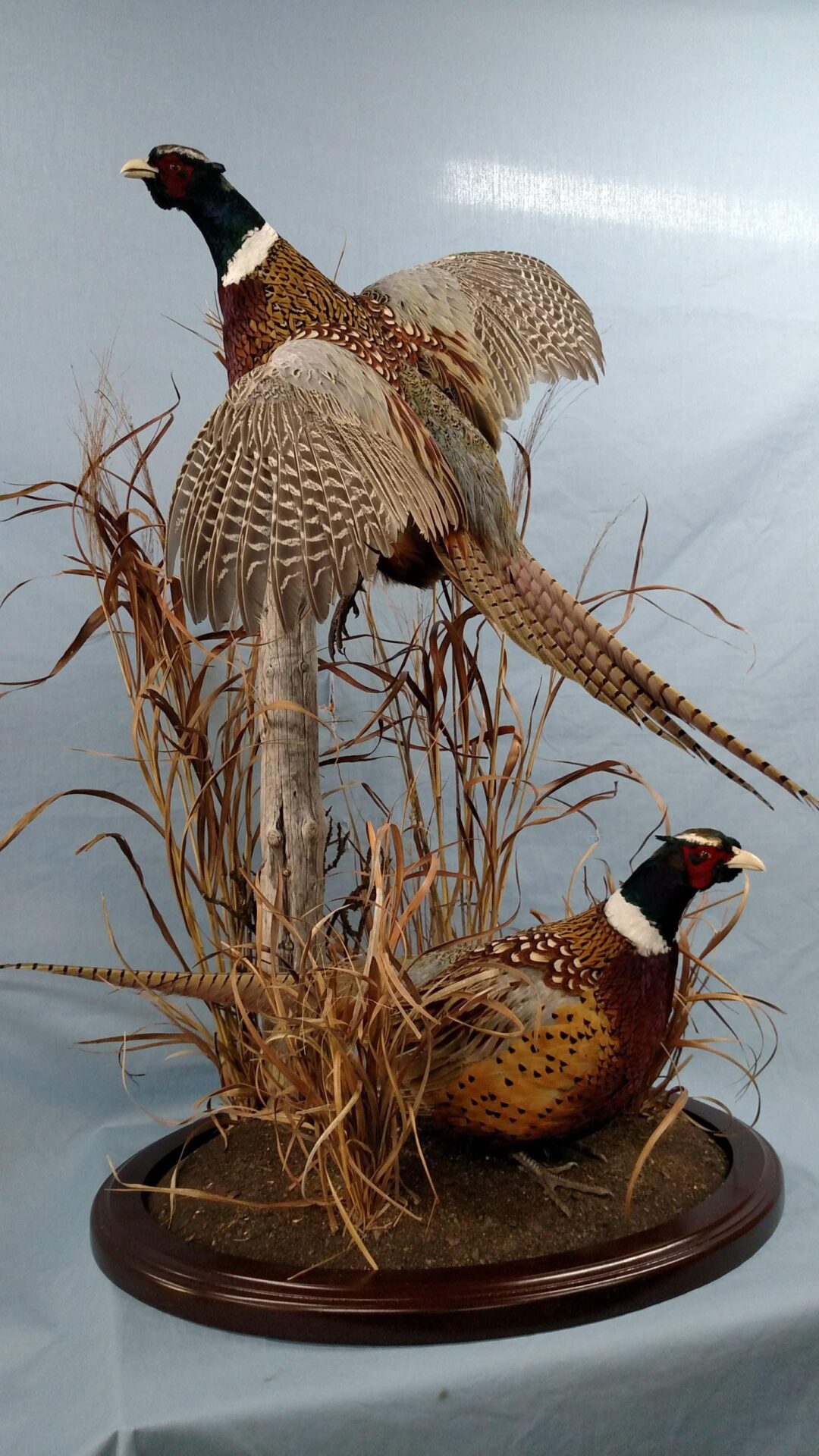 Taxidermy of birds created along with their nests
