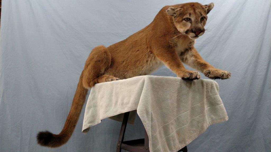 This Cat Taxidermy looks like it is ready to pounce