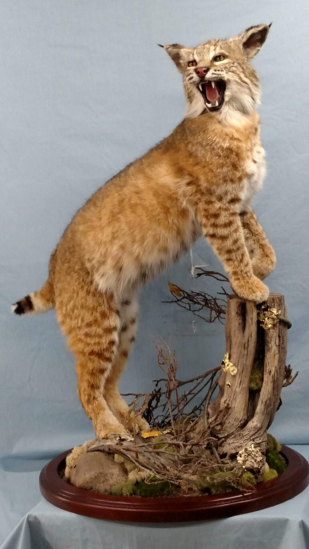 This Cat Taxidermy seems to be seeking all attention