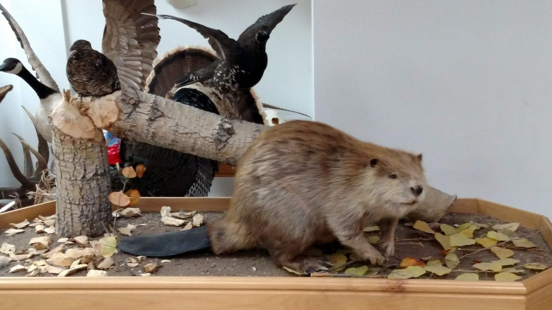 Various Life size animal Taxidermy is available for sale