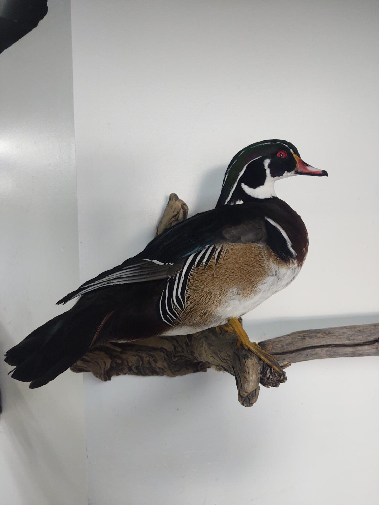 Side right look of waterfowl taxidermy on display