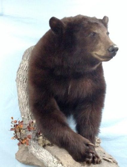 A beautiful life size bear taxidermy available for sale