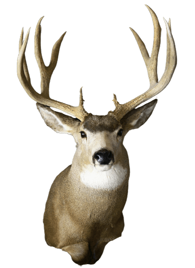 Front view of a beautifully designed deer taxidermy