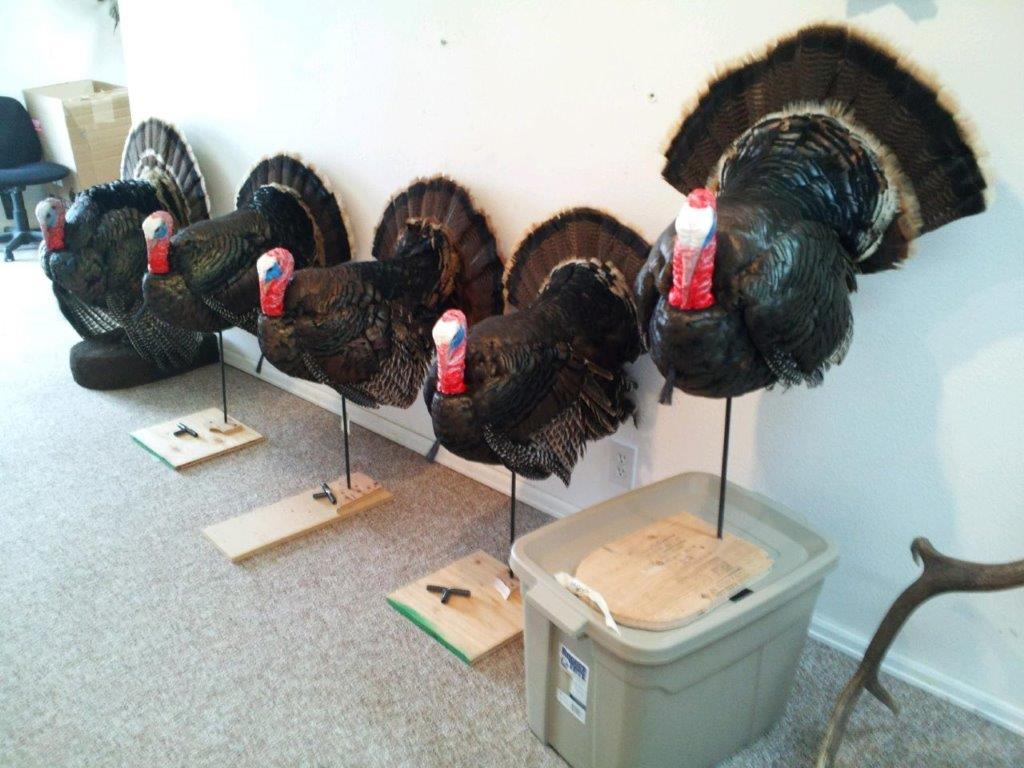Number of Turkey taxidermy lined up for sale