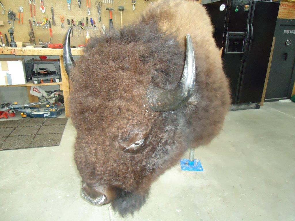 Various wild animal taxidermy is available for sale