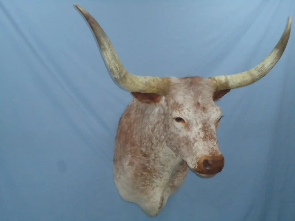 Front view of wild animal taxidermy for sale
