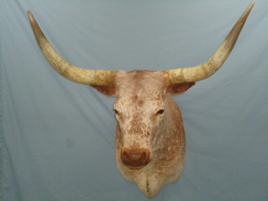 Close front shot of wild animal taxidermy at the gallery