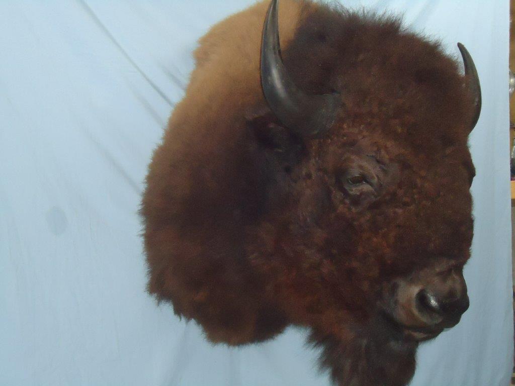 Right profile of bison taxidermy available for sale