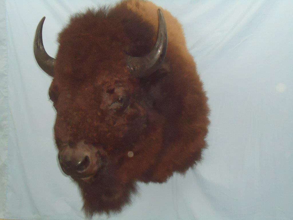 Bison taxidermy is available for sale to buyers