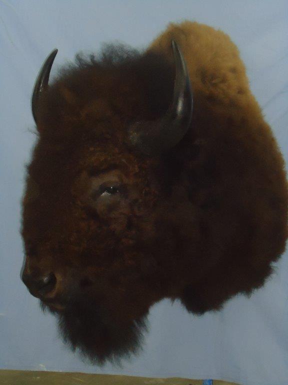 Left profile of bison taxidermy available for sale