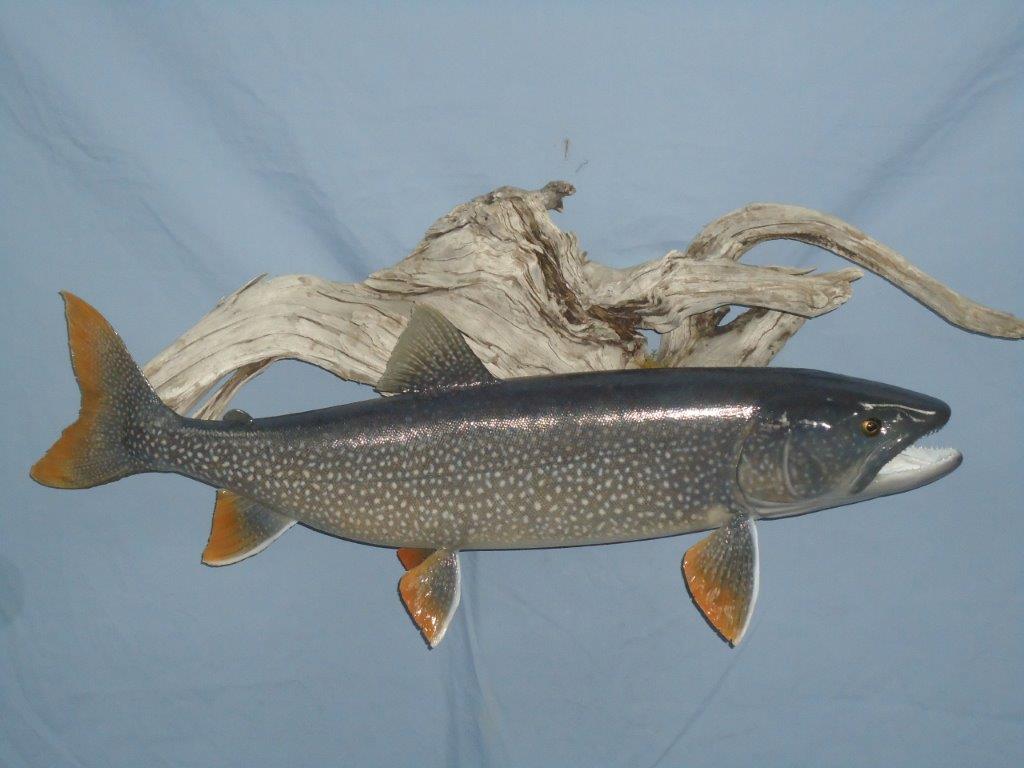 Dark colored fish taxidermy displayed on the wall