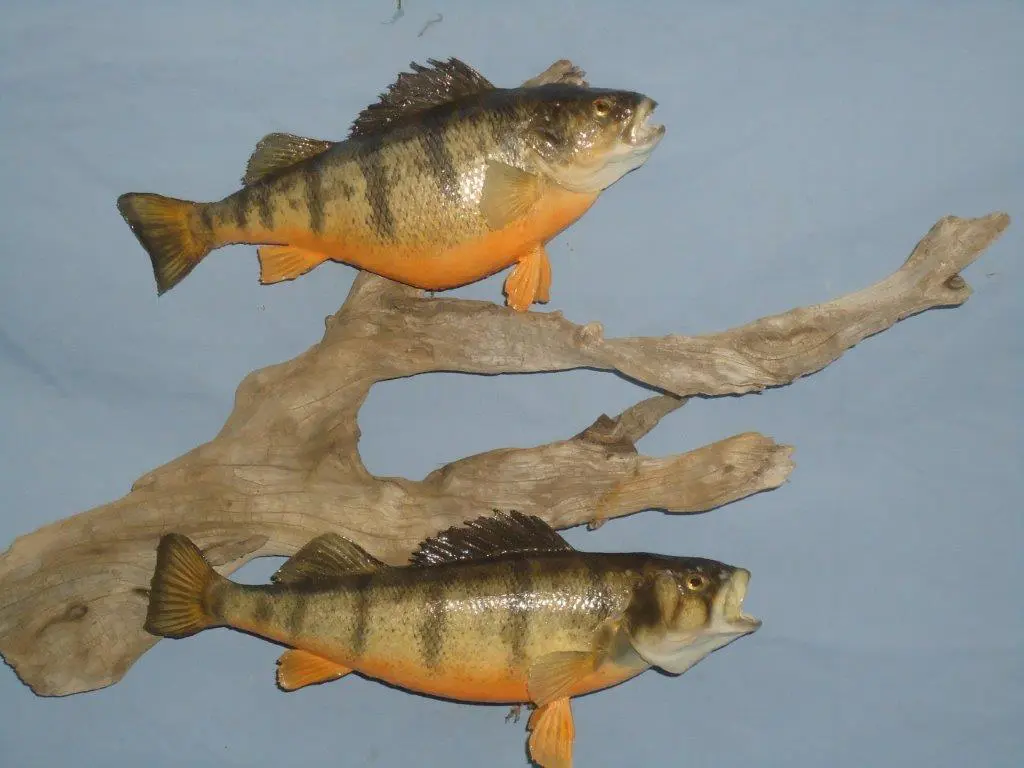 Orange scaled fish taxidermy for sale to customers