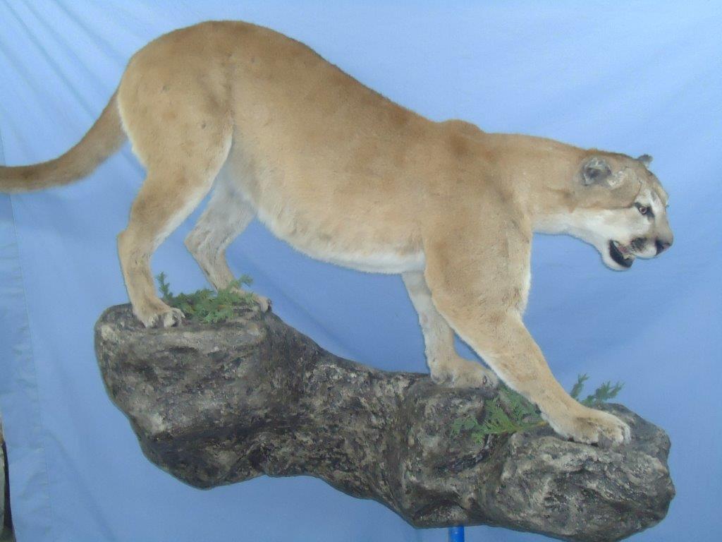 Close shot of Wild Cat Taxidermy available for sale