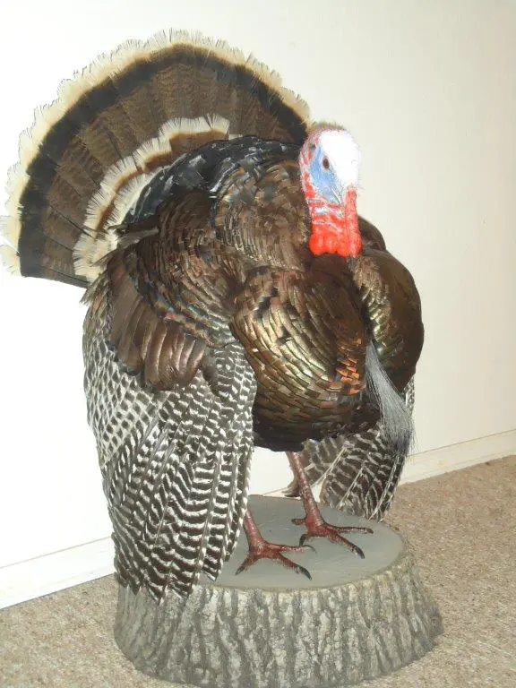Front left profile of turkey taxidermy available for sale