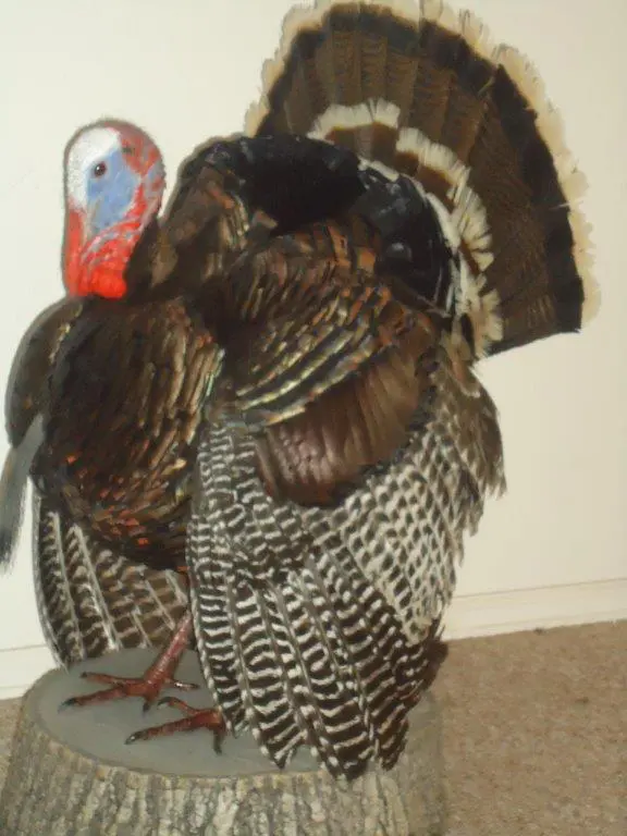 Close shot of turkey taxidermy available for sale
