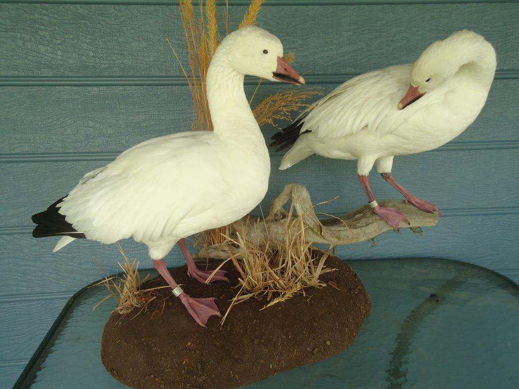 Two beautiful white waterfowl taxidermy on display