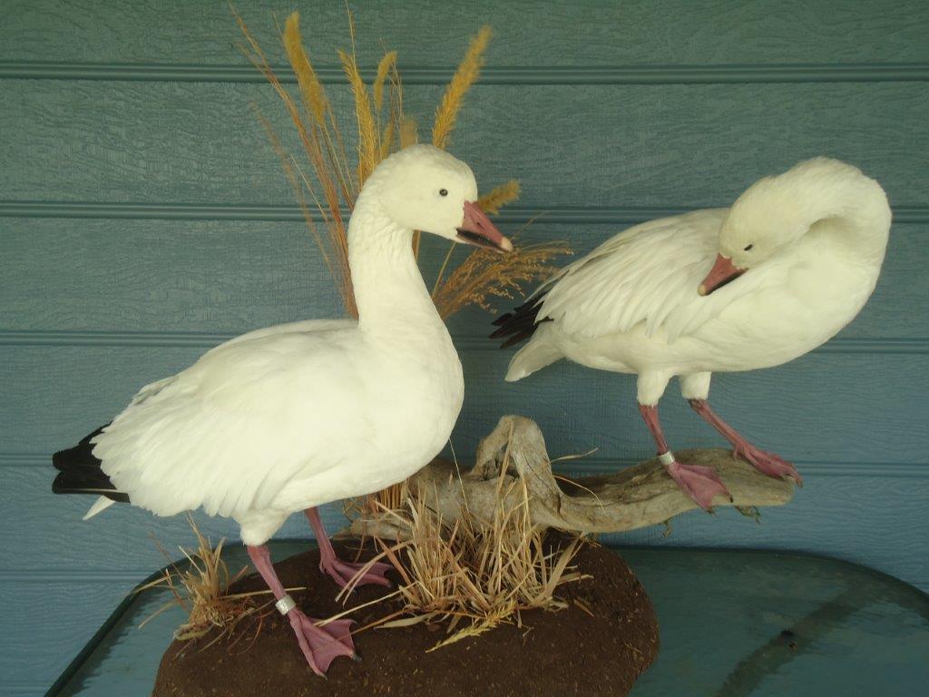 Two beautiful white waterfowl taxidermy for sale