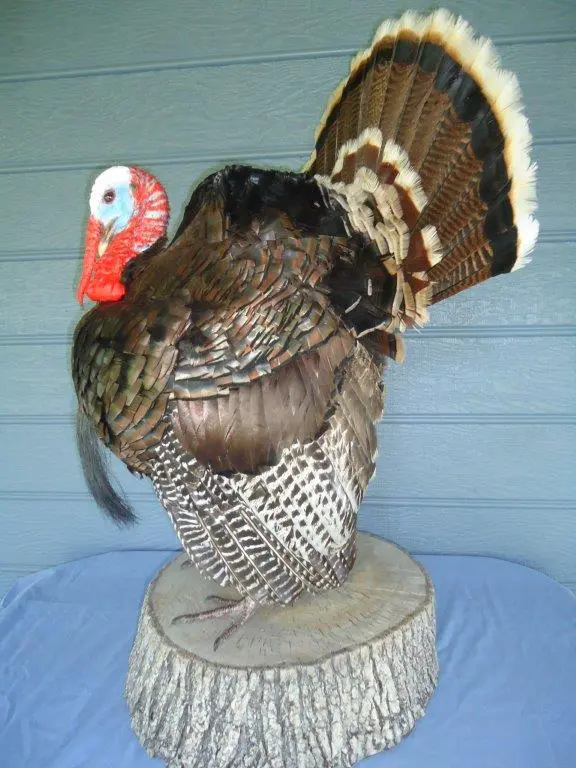 Close side profile of turkey taxidermy available for sale