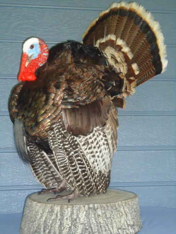Left side profile of turkey taxidermy available for sale