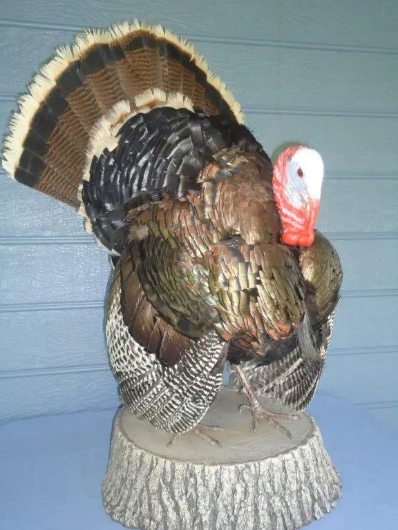 Front right profile of turkey taxidermy available for sale