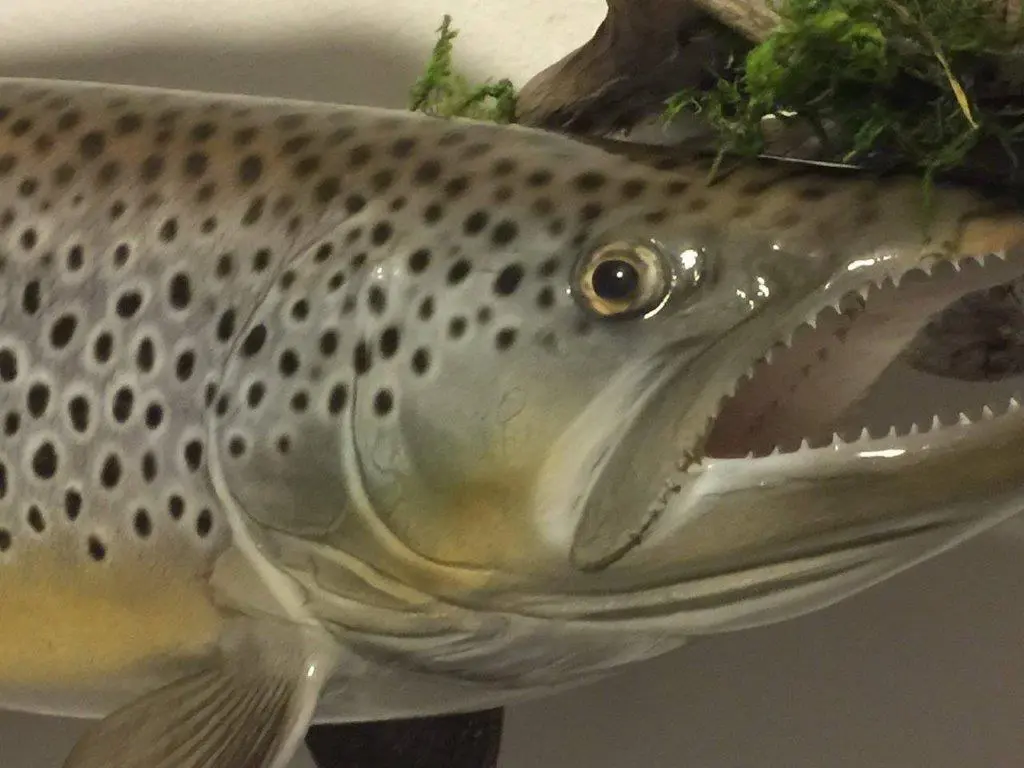 The eye of this fish taxidermy is almost life like
