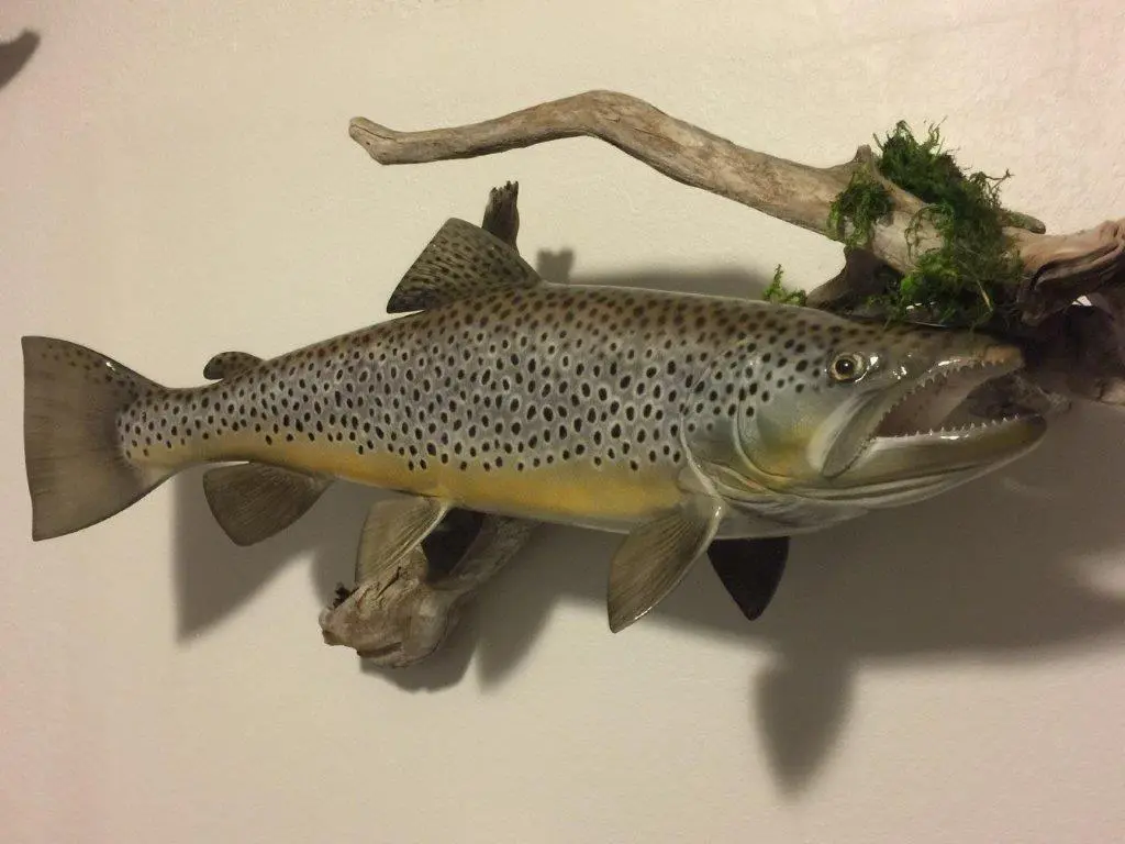 Another beautiful fish taxidermy collection at the gallery