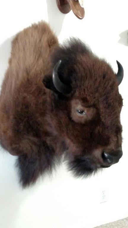 Close shot of bison taxidermy available for sale
