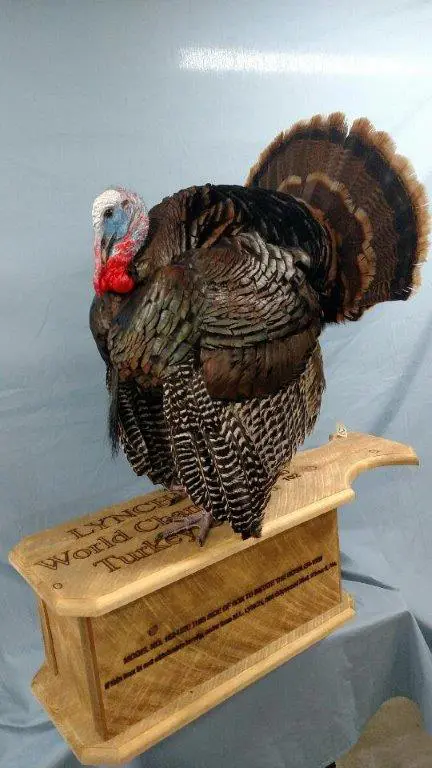 Side profile of turkey taxidermy available for sale