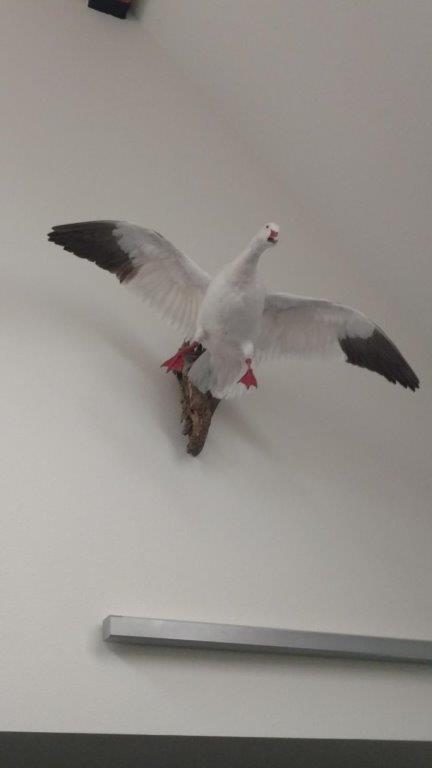 This flying waterfowl taxidermy is available for sale