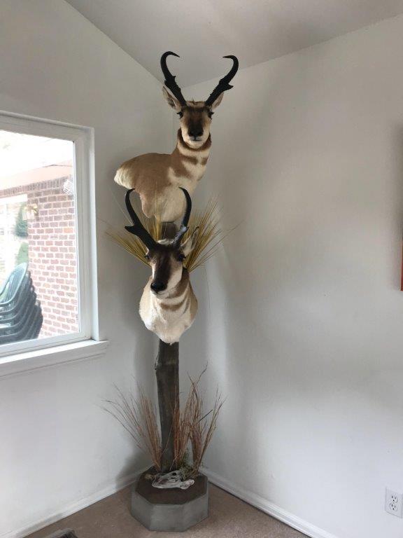 Two antelope heads hanging on the pole
