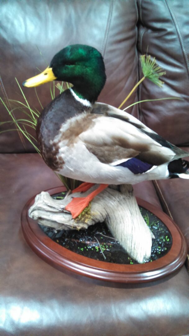 Close view of waterfowl taxidermy at the gallery
