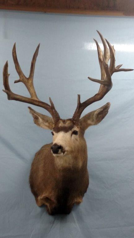 Beautiful looking deer taxidermy available for sale